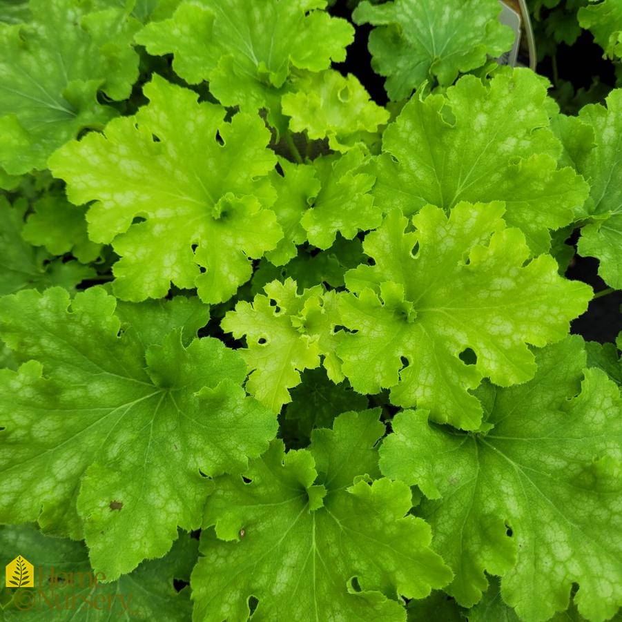 Heuchera x Dolce® 'Apple Twist'