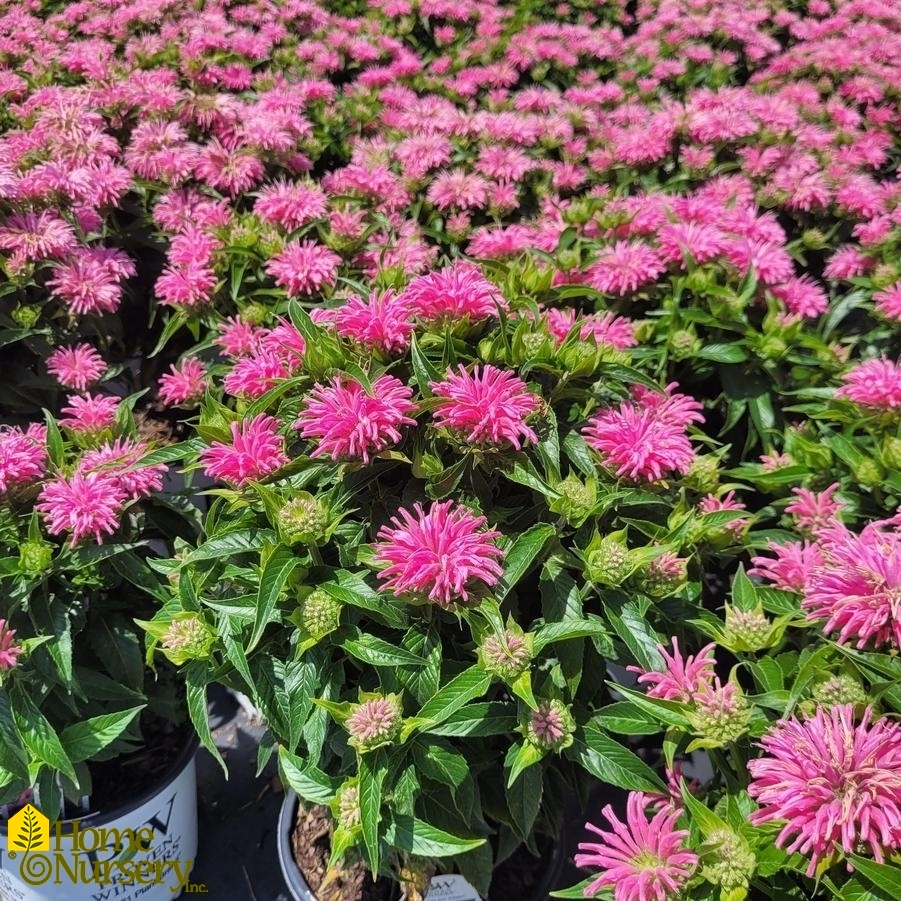 Monarda didyma 'Pardon My Pink'