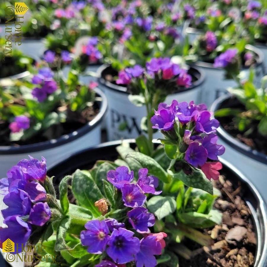 Pulmonaria 'Spot On'