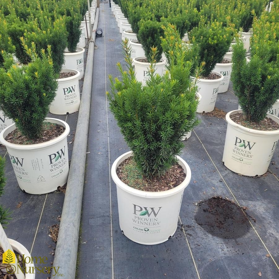 Taxus x media Stonehenge®