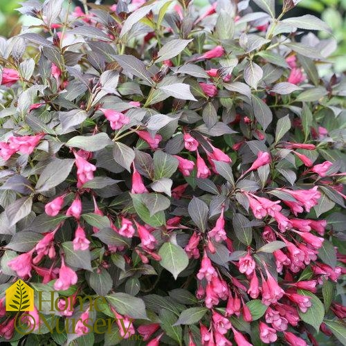 Weigela florida Midnight Wine Shine®