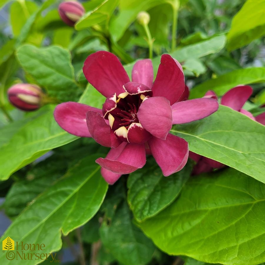 Calycanthus floridus Simply Scentsational®