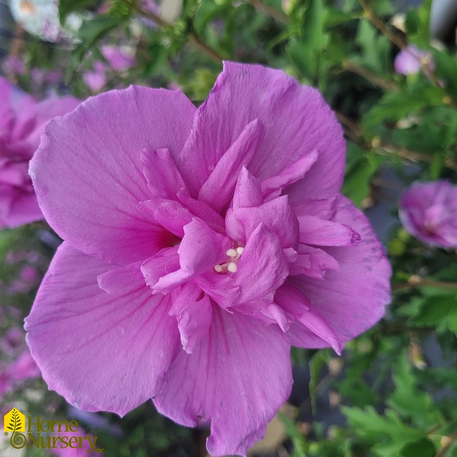 Hibiscus syriacus Dark Lavender Chiffon®