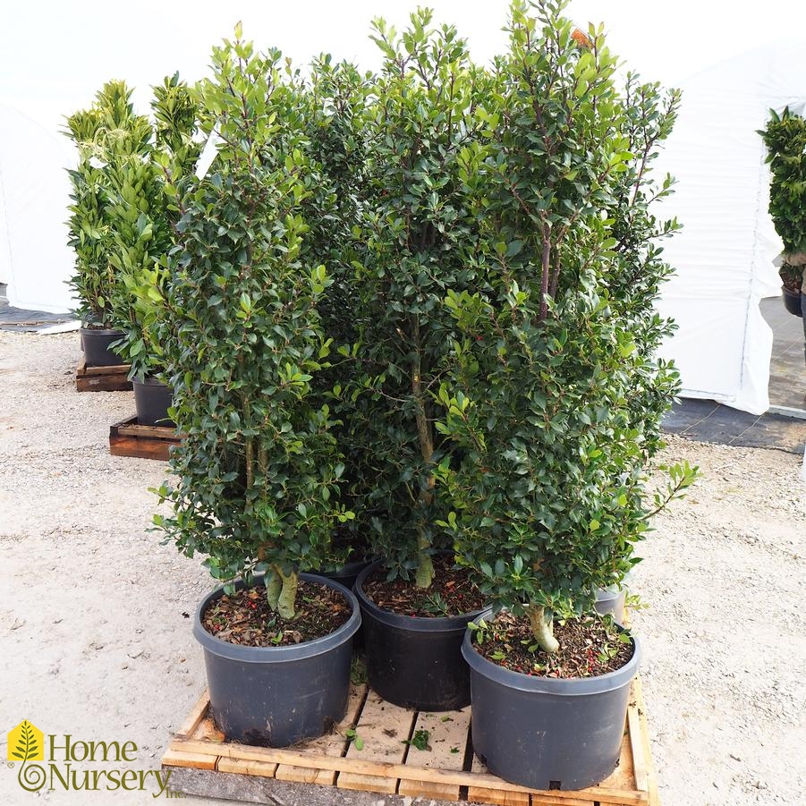 Ilex x 'Centennial Girl'