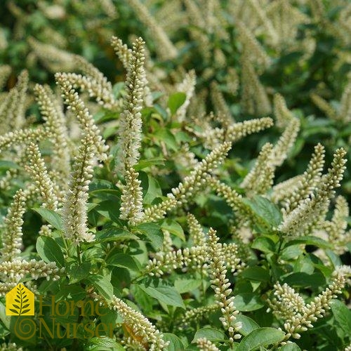 Itea virginica Fizzy Mizzy®