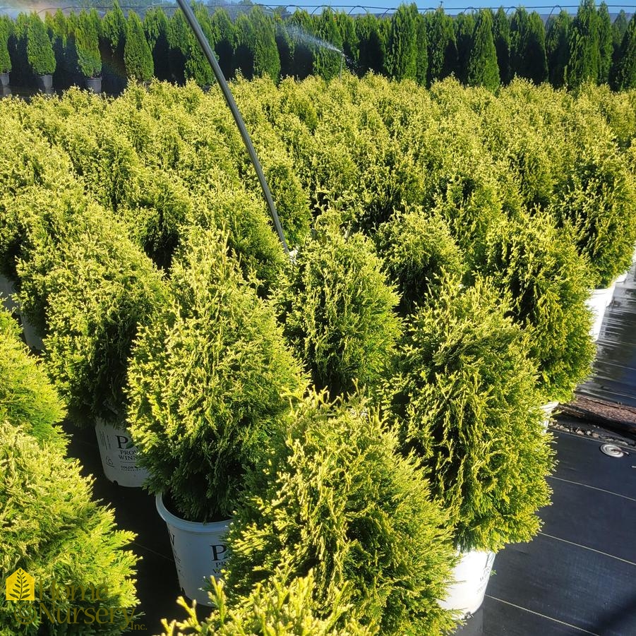 Thuja occidentalis Cheer Drops™