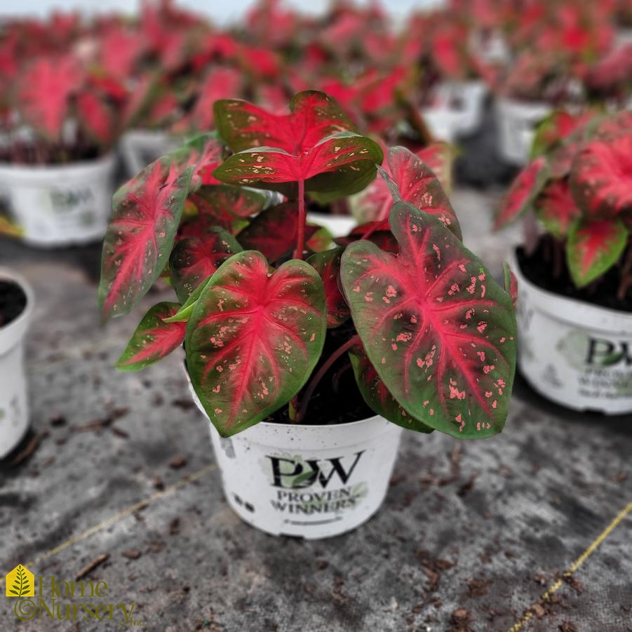Caladium hortulanum Heart to Heart® Fast Flash™