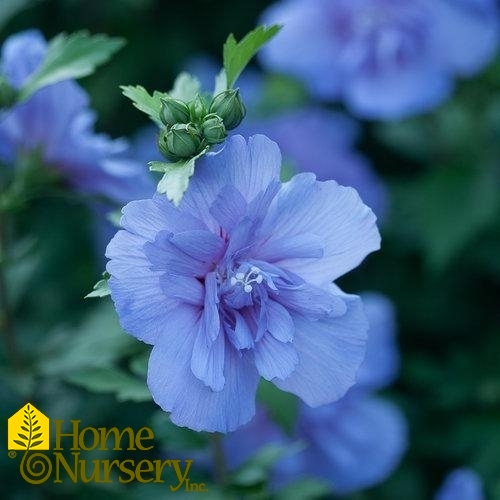 Hibiscus syriacus Blue Chiffon® tree form