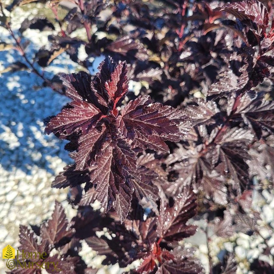 Physocarpus opulifolius Fireside®