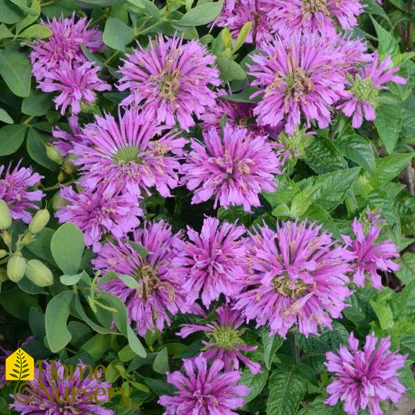 Monarda x Sugar Buzz® 'Lilac Lollipop'