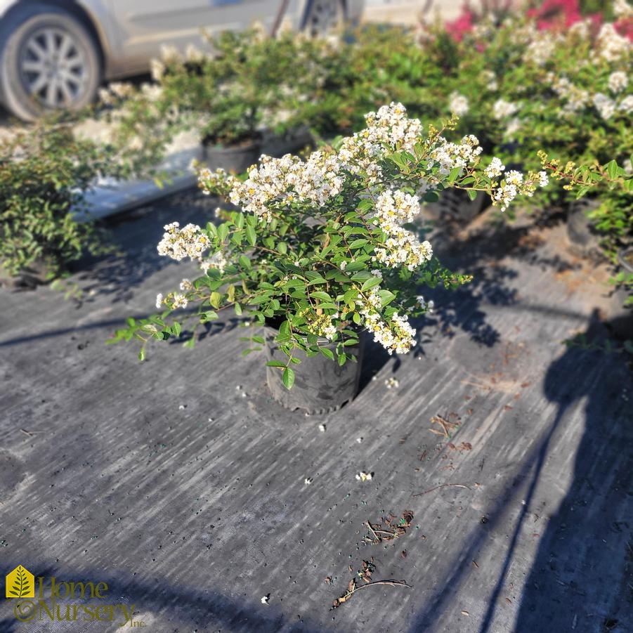 Lagerstroemia indica x fauriei 'Acoma'