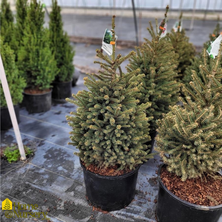 Picea glauca 'Densata'