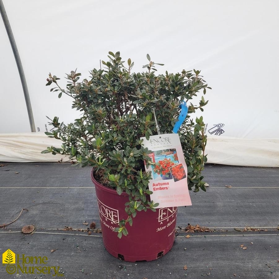 Rhododendron Encore® Autumn Embers®