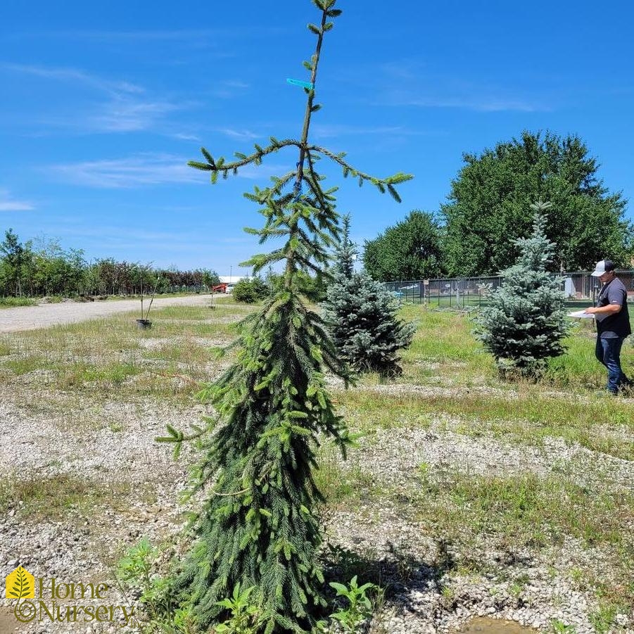 Picea abies 'Pendula'