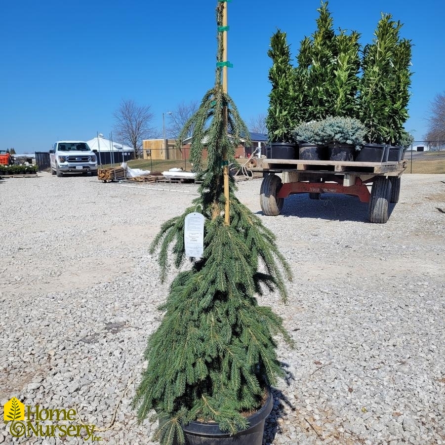 Picea pungens 'Pendula'