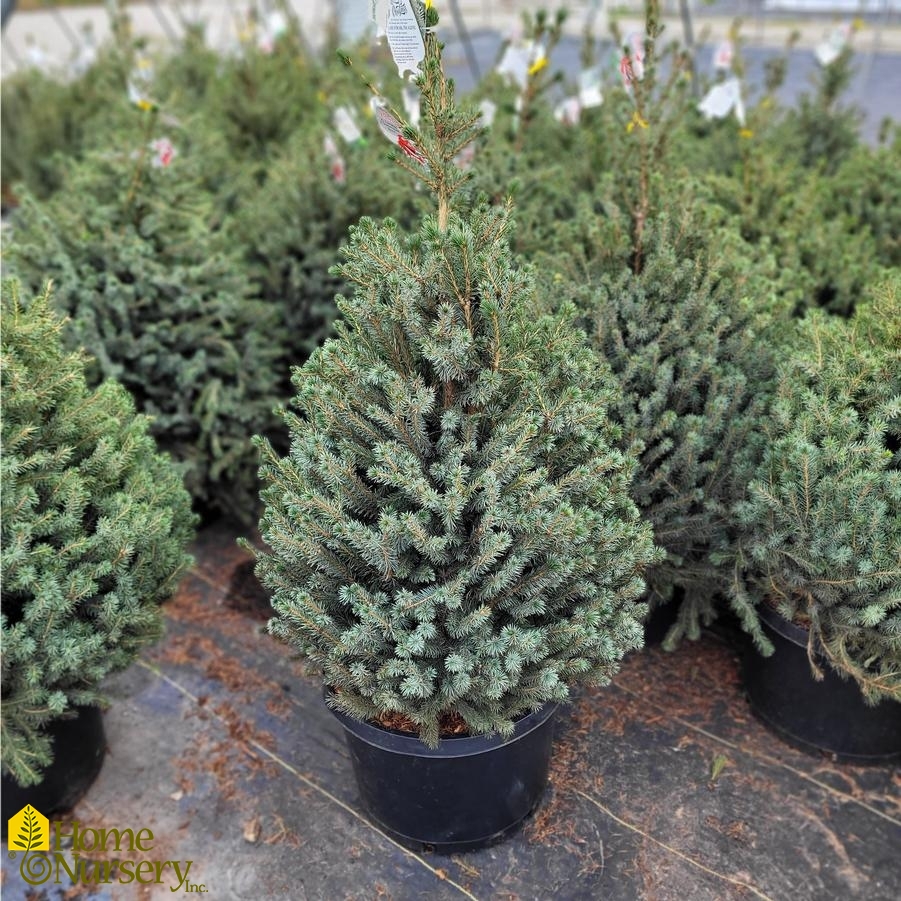 Picea omorika 