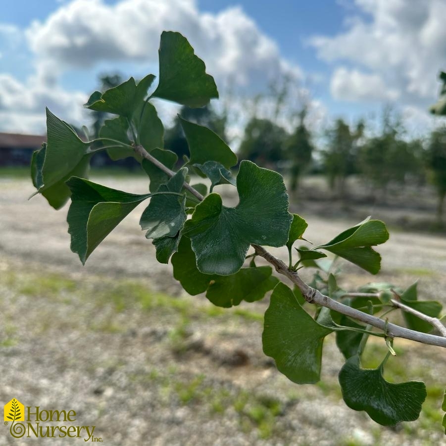 Ginkgo biloba 