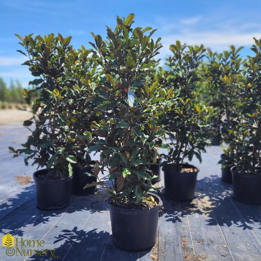 Magnolia grandiflora 'Bracken's Brown Beauty'