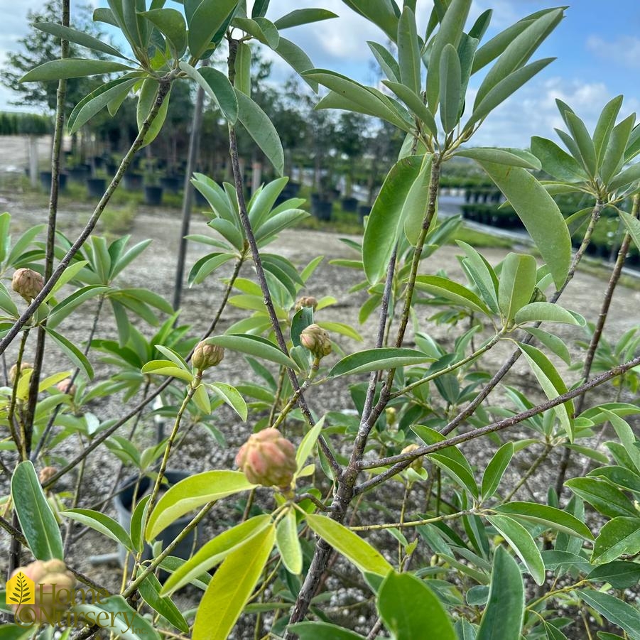 Magnolia virginiana 