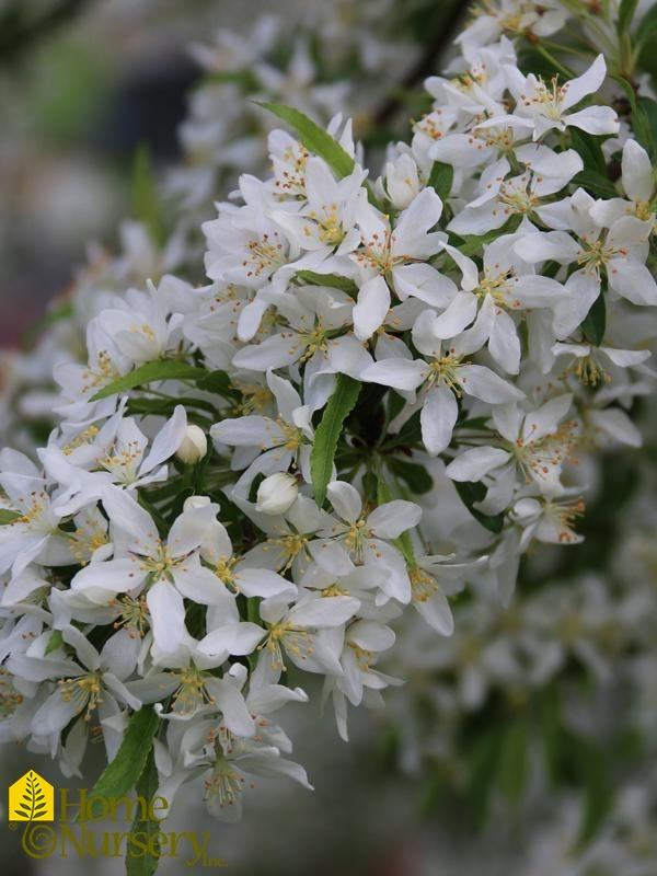 Malus x Golden Raindrops®