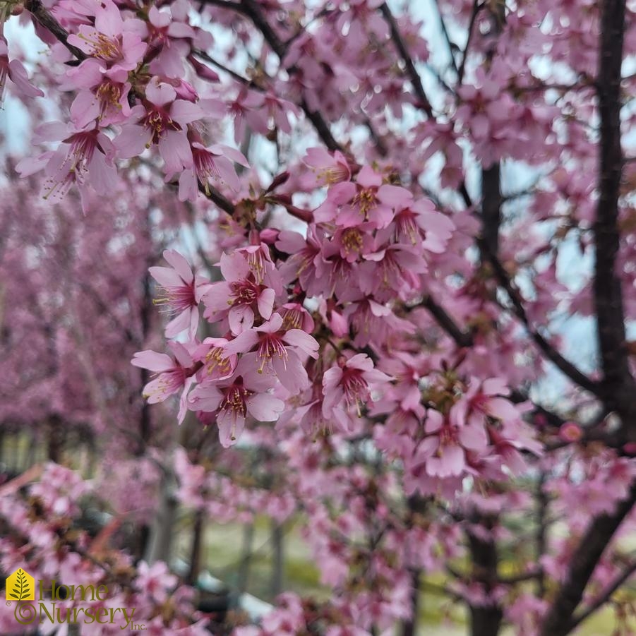 Prunus x 'Okame'