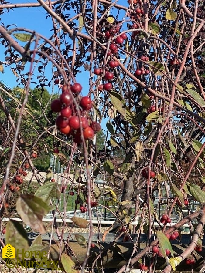 Malus x 'Royal Beauty'