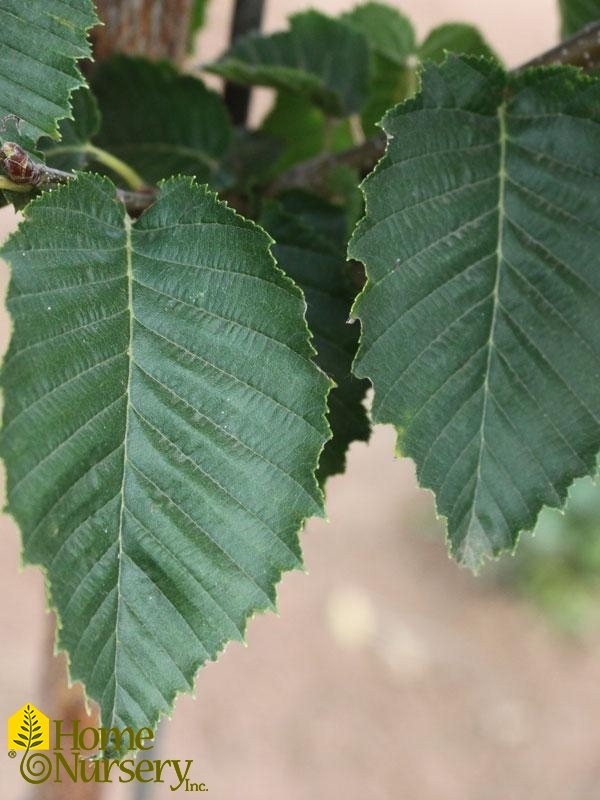 Carpinus betulus Emerald Avenue®