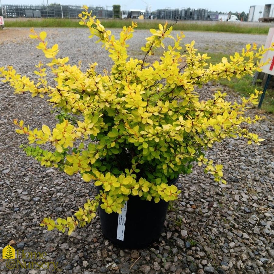 Berberis thunbergii Bonanza Gold®