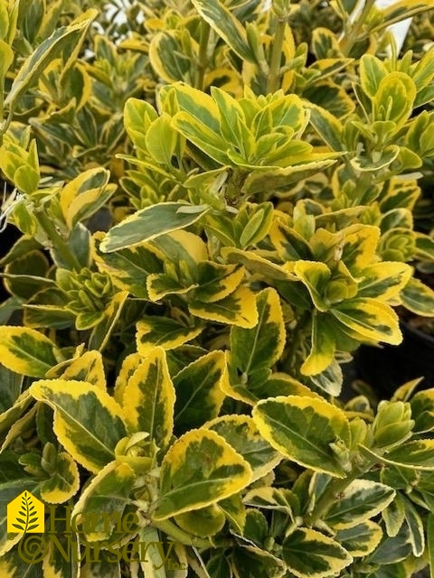 Euonymus japonicus 'Aureomarginatus'