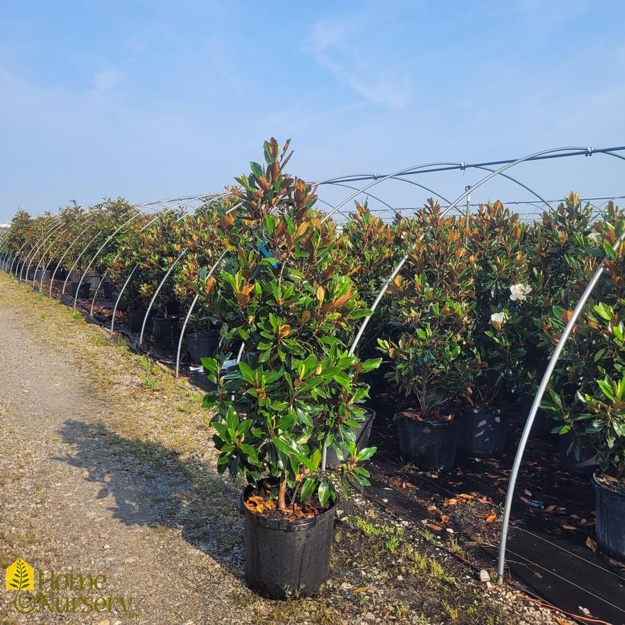 Magnolia grandiflora 'Little Gem'