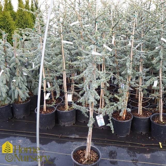 Cedrus atlantica 'Glauca'