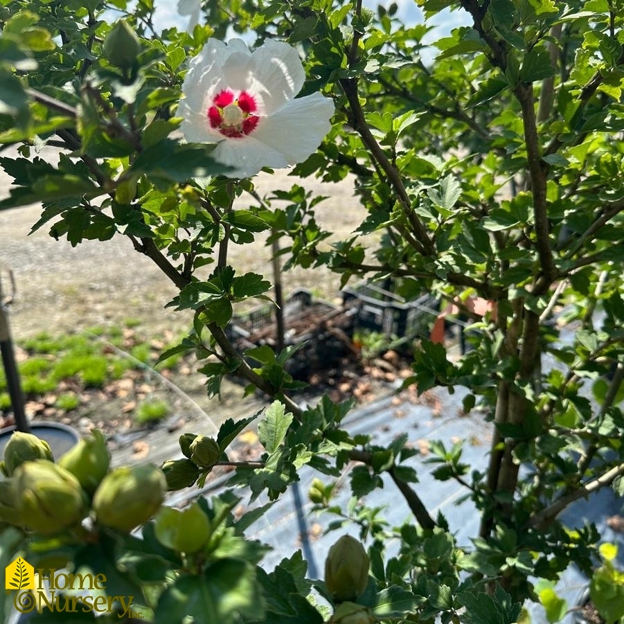 Hibiscus syriacus 'Red Heart' tree form