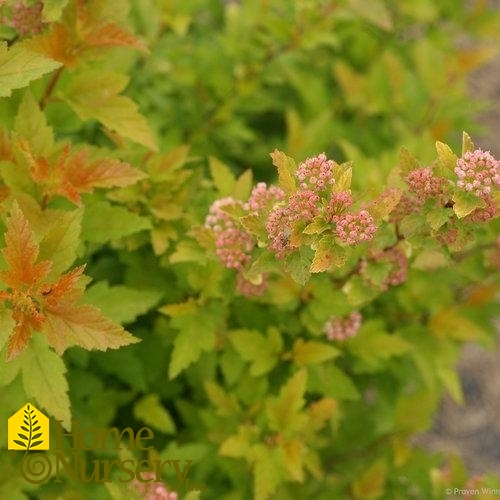 Physocarpus opulifolius Tiny Wine® Gold