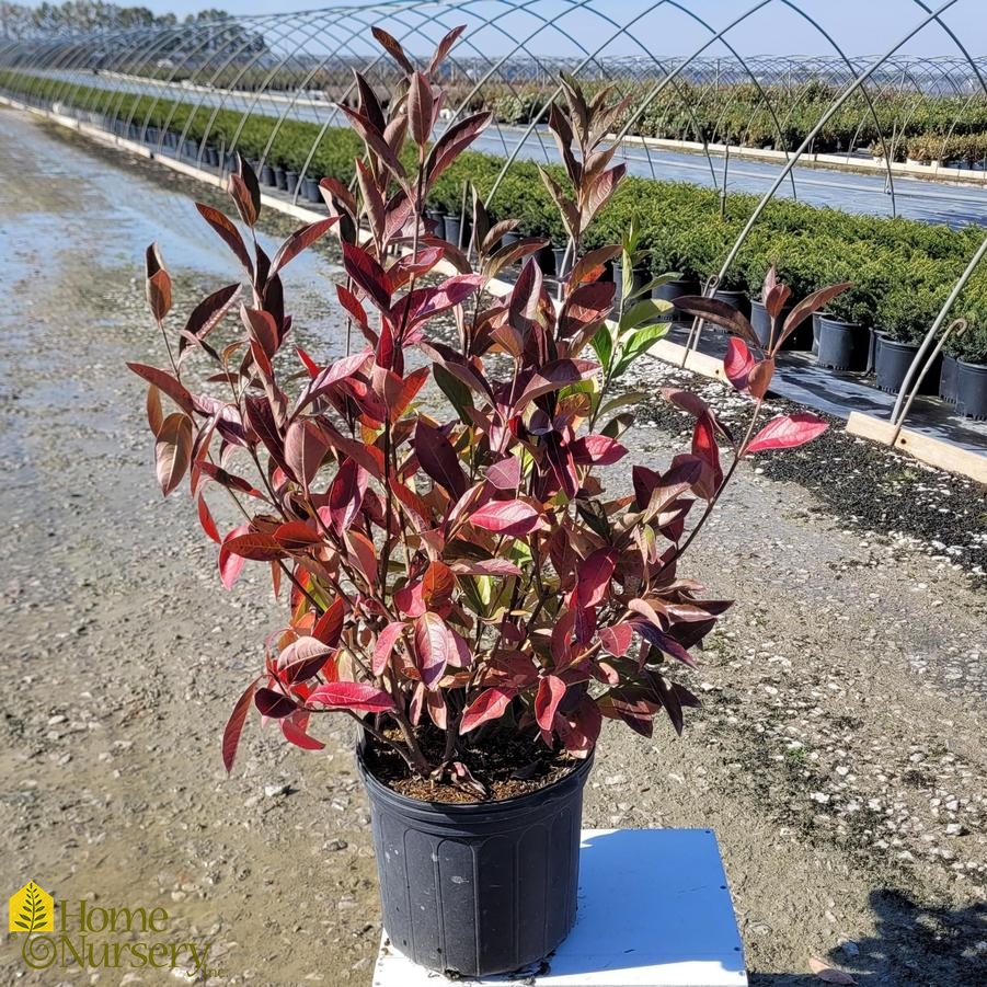 Viburnum nudum 'Winterthur'