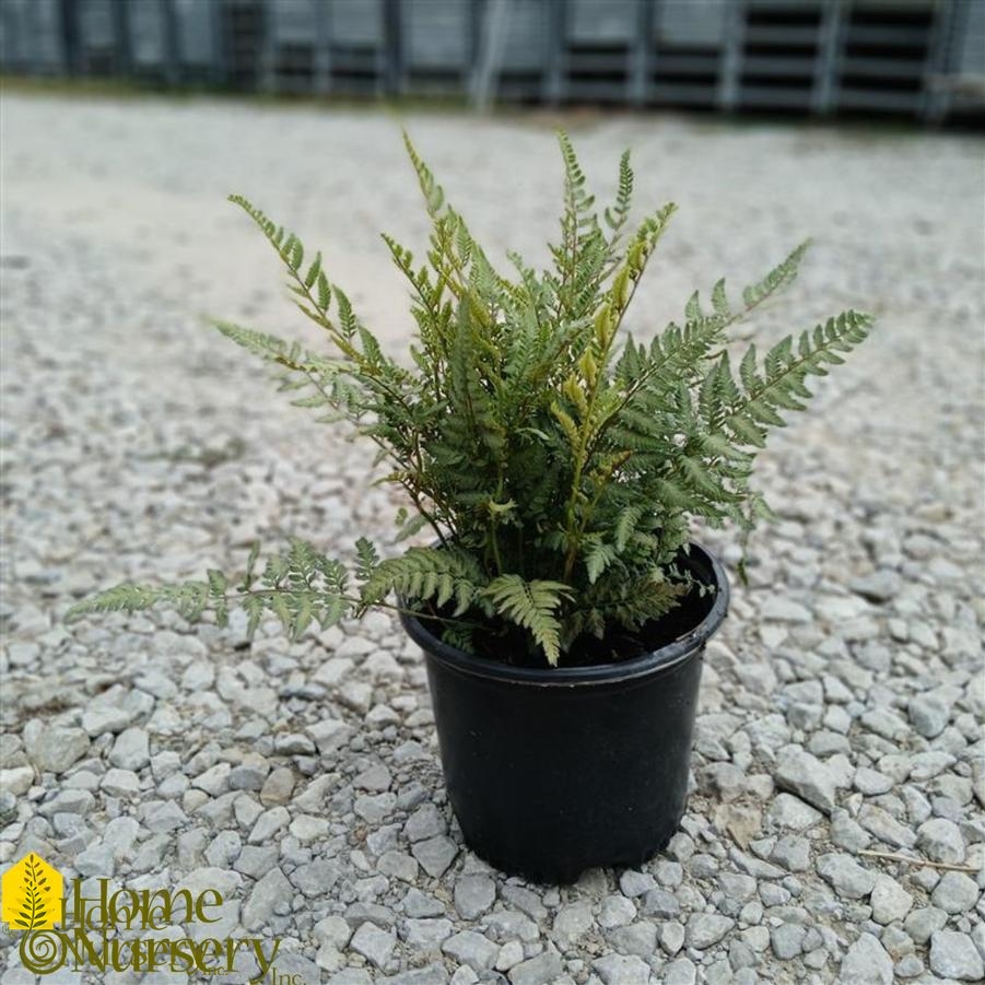 Athyrium niponicum var. pictum 