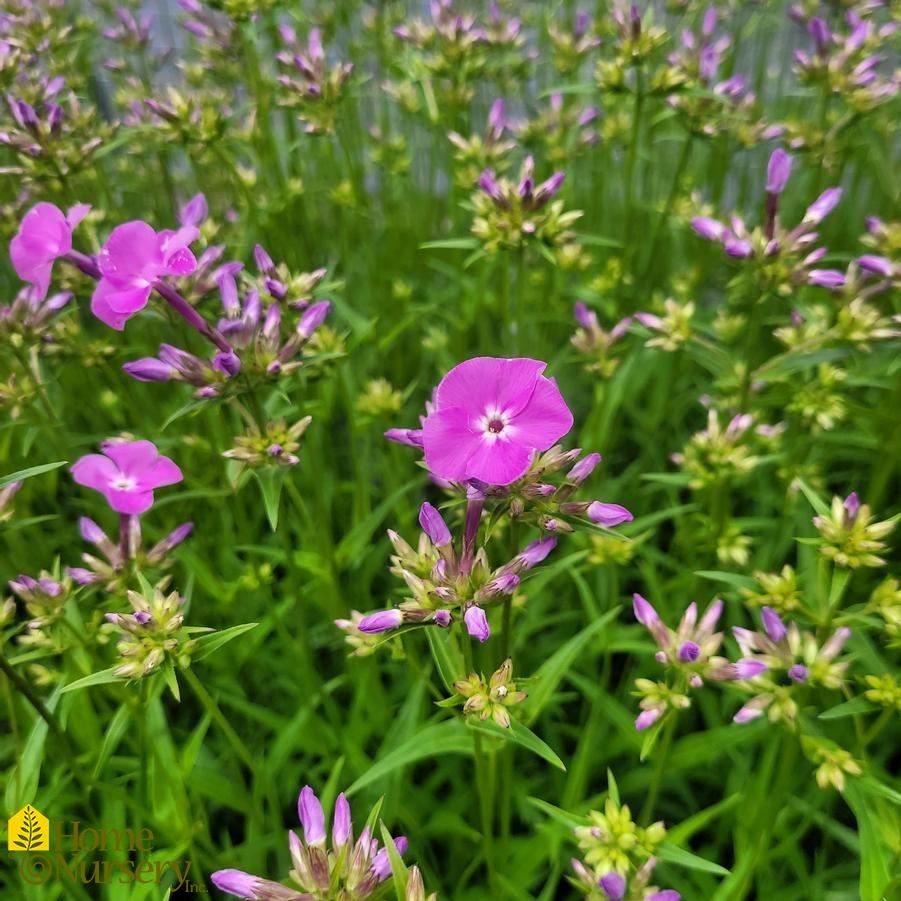 Phlox x 'Opening Act Romance'