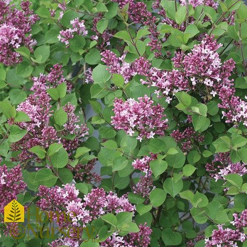 Syringa x Bloomerang® Dwarf Purple