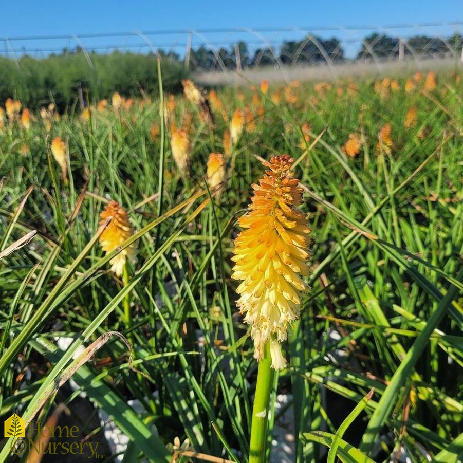 Kniphofia x Pyromania® 'Hot and Cold'