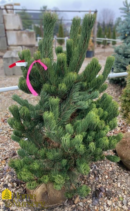 Pinus nigra 'Oregon Green'