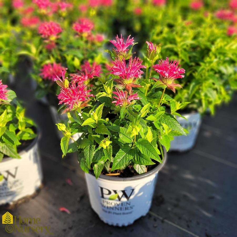 Monarda didyma 'Pardon My Rose'