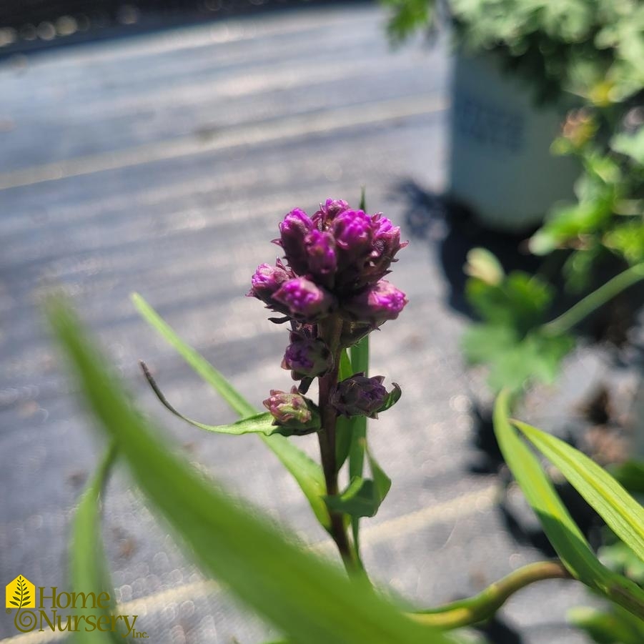 Liatris spicata 