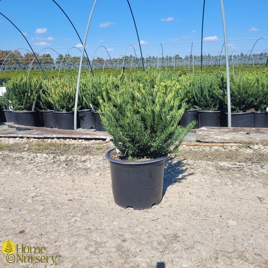 Cephalotaxus harringtonia 'Fritz Huber'