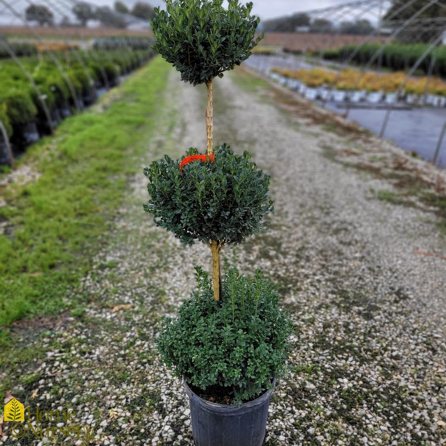 Buxus x 'Green Mountain' - 3 Tier Poodle