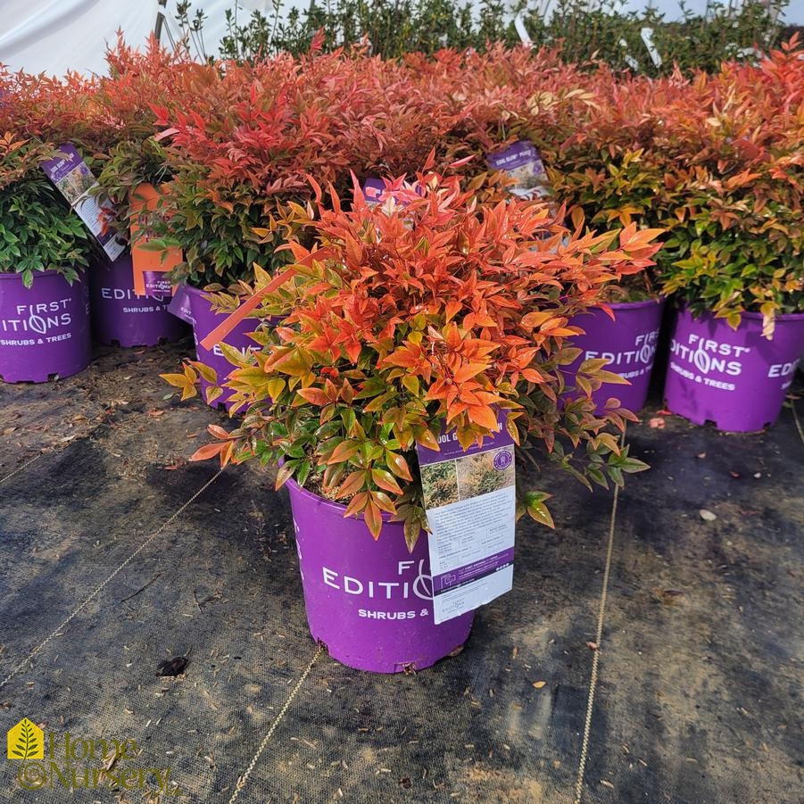 Nandina domestica Cool Glow™ Peach