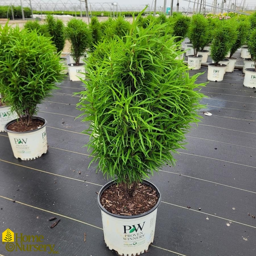 Rhamnus frangula Fine Line® Improved