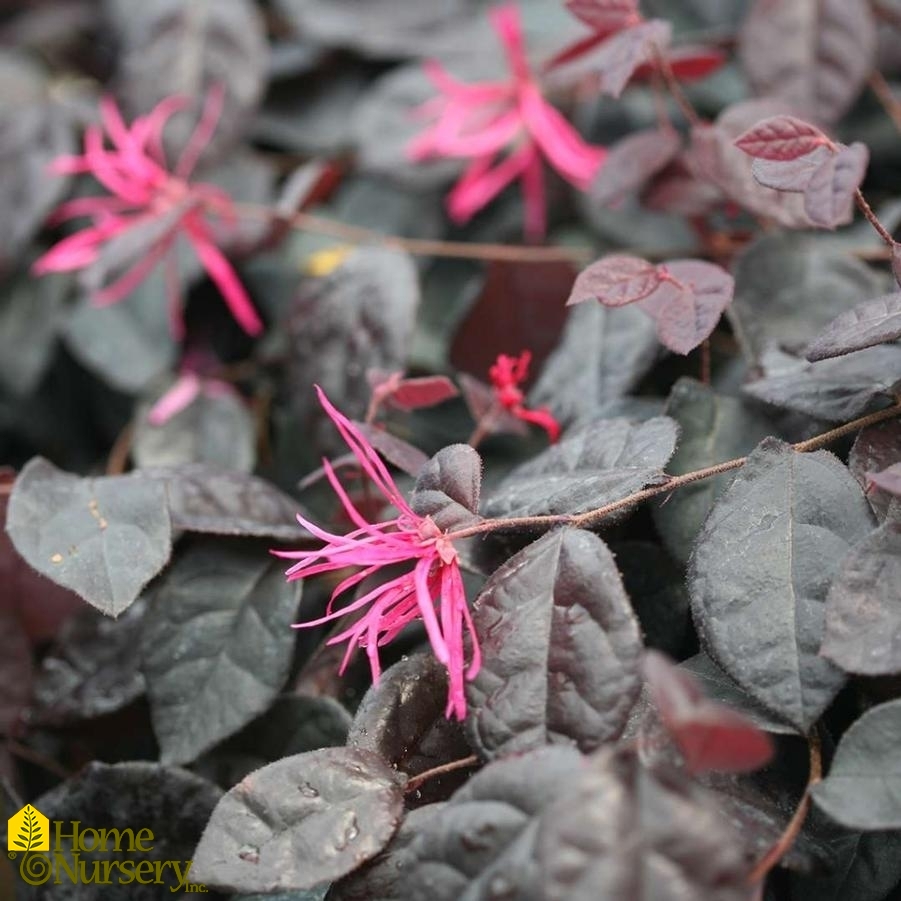 Loropetalum chinense Jazz Hands Bold®