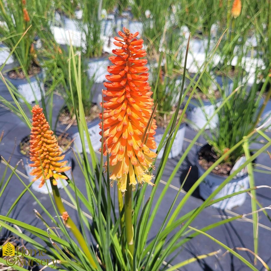 Kniphofia x Pyromania® 'Backdraft'