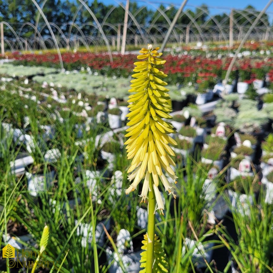 Kniphofia x Pyromania® 'Flashpoint'