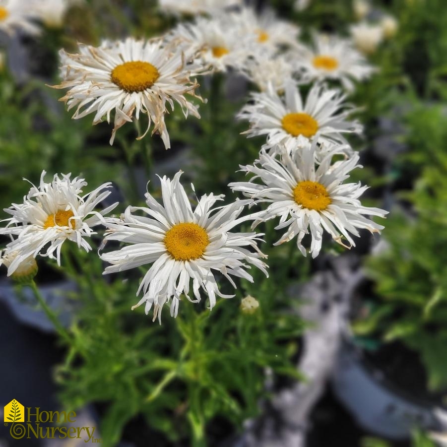 Leucanthemum superbum Amazing Daisies® 'Spun Silk'