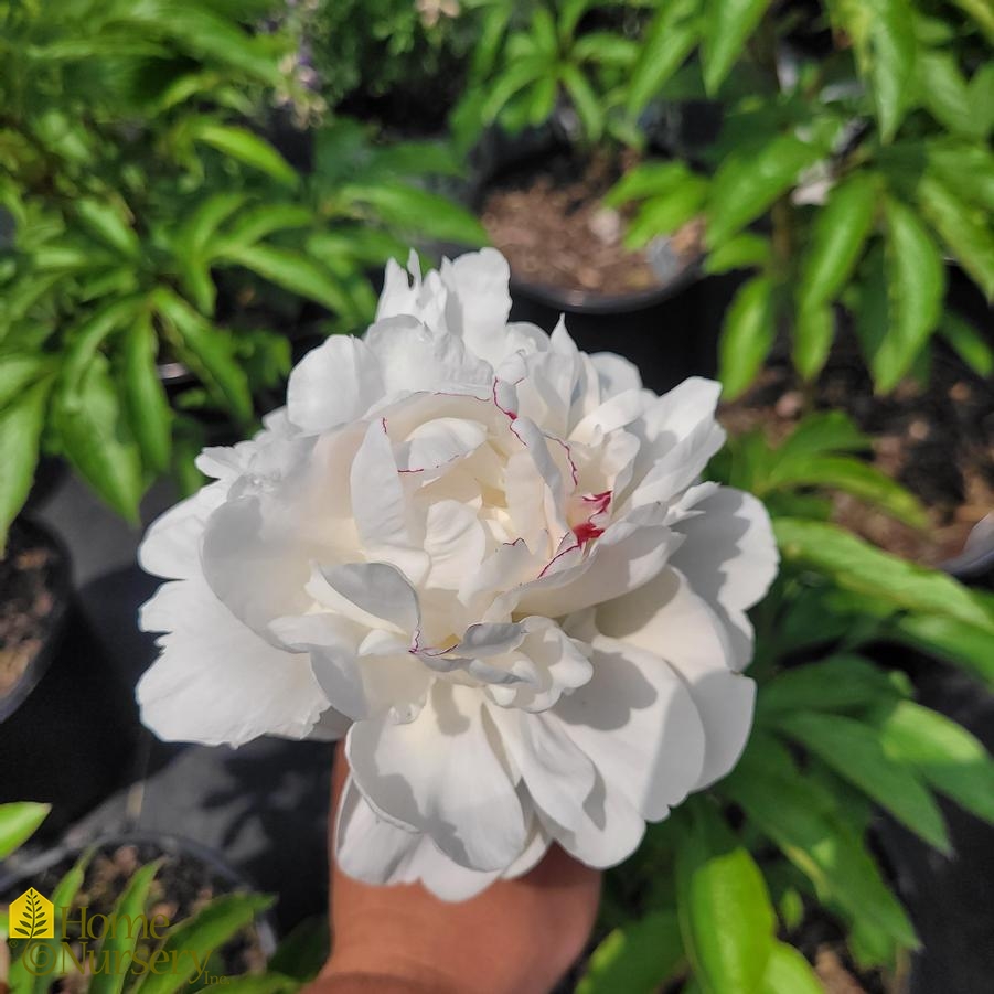 Paeonia x 'Festiva Maxima'